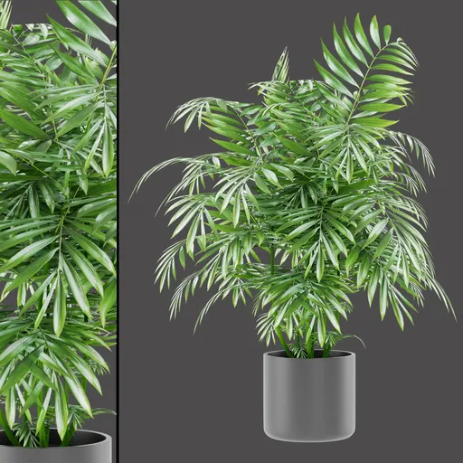 Tropical Palm Bush