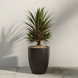 Dracaena Marginata Potted Plant