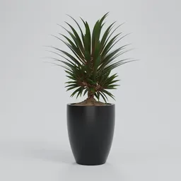 Dracaena Marginata Potted Plant