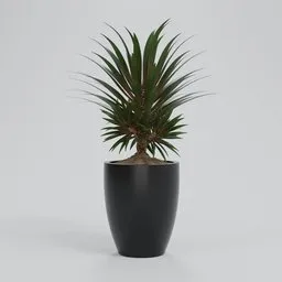 Dracaena Marginata Potted Plant