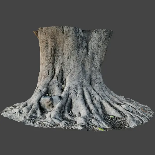 Old Tree Trunk Roots