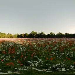 Flower Field Morning