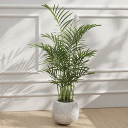 Parlor Palm Pot