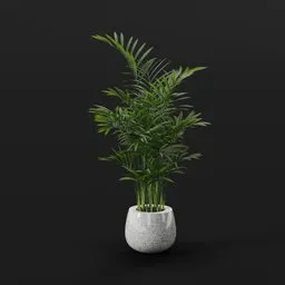 Parlor Palm Pot