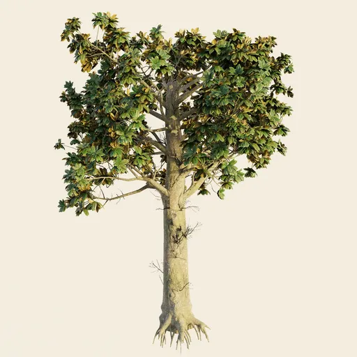 Southern Magnolia