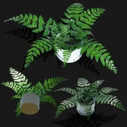 Fern Plant