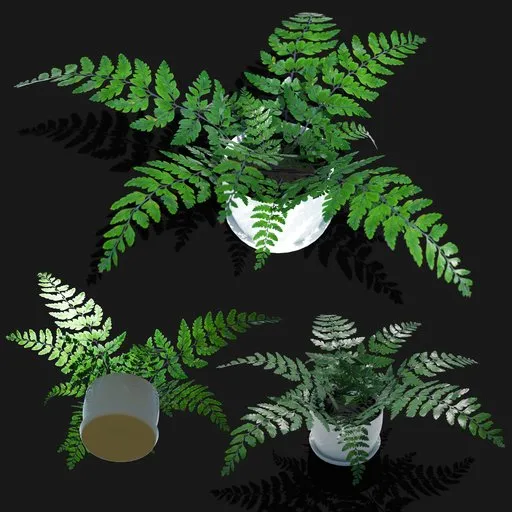 Fern Plant