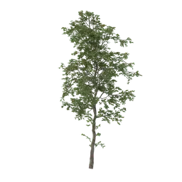 Thin tree V2