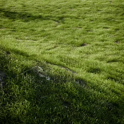 Grass Dense