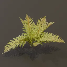 Cinnamon Fern Small