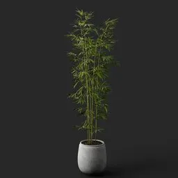 Potted Bamboo Plant