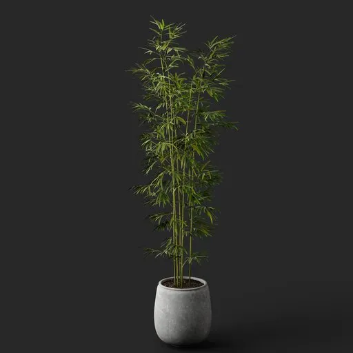 Potted Bamboo Plant