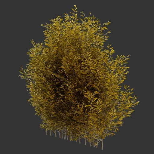 Multiple Bush Autumn Plant