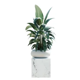 Indoor Plant Bird Of Paradise Bird