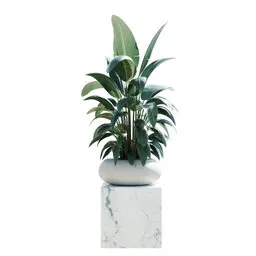 Indoor Plant Bird Of Paradise Bird