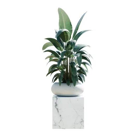 Indoor Plant Bird Of Paradise Bird