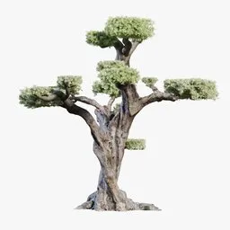 Trimmed Olive Tree