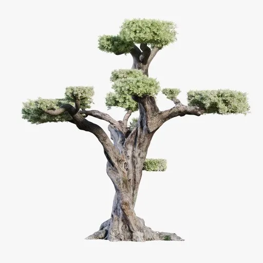 Trimmed Olive Tree