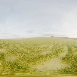 Sunny Grassland Field