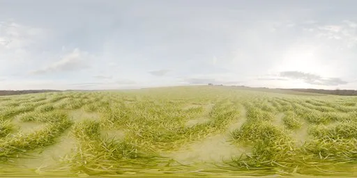Sunny Grassland Field