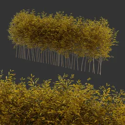 Multiple Bush Autumn Plant AQ