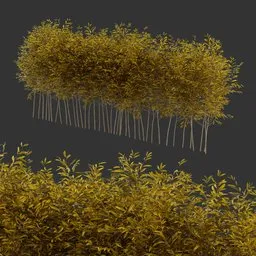 Multiple Bush Autumn Plant