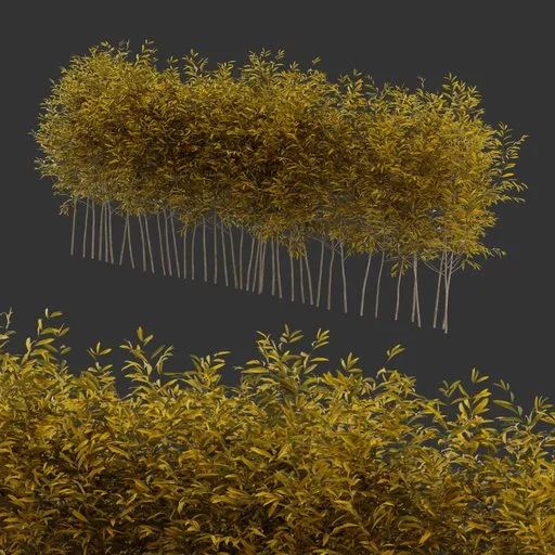 Multiple Bush Autumn Plant