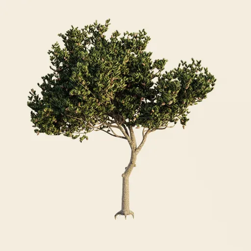 ItalianStonePine