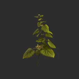 Nettle