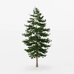 High-quality 3D Douglas Fir model, ideal for Blender rendering and virtual environments.