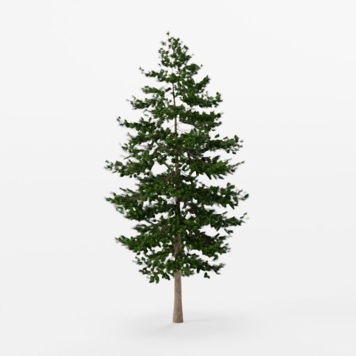 BlenderKit | Download the Douglas Fir tree model