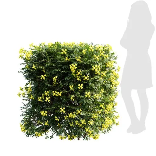 Coronilla Valentina Glauca Box