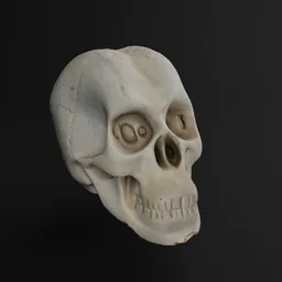 Plaster skull