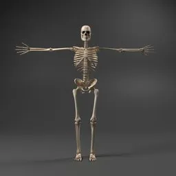 Realistic Blender 3D model of an anatomically correct human skeleton, poseable and animation-ready.