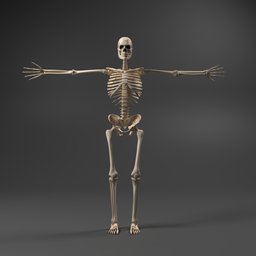 Fully rigged human skeleton