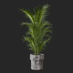 Kentia Palm