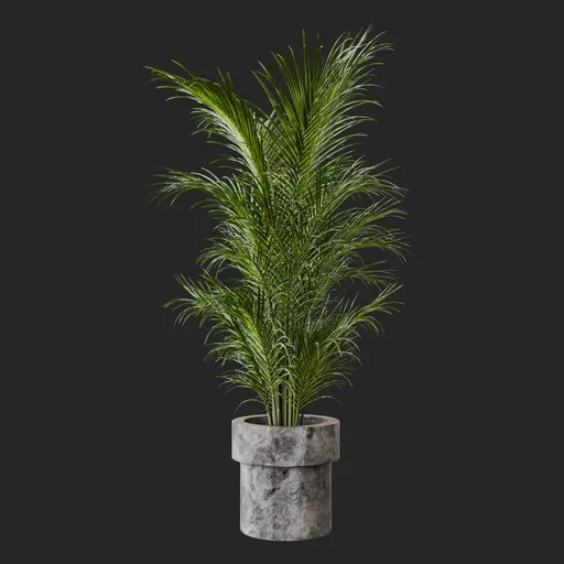 Kentia Palm