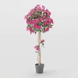 Bougainvillea Tree  – Topiary Style