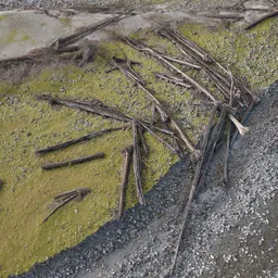 River Bank Ground Trees Scan