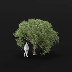 Olive Tree Adult