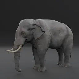 Asia Elephant
