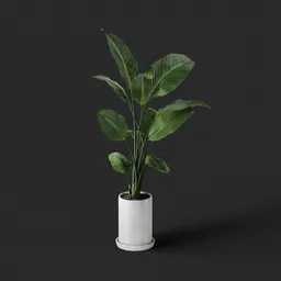 Potted Strelitzia
