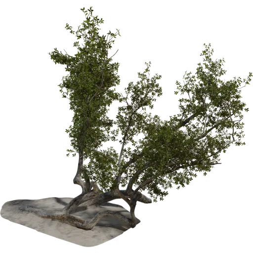 Island Tree 03