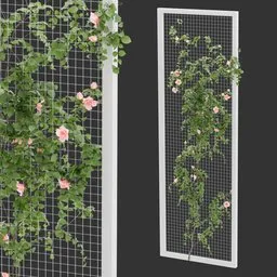 Fence Ivy Rose Plant