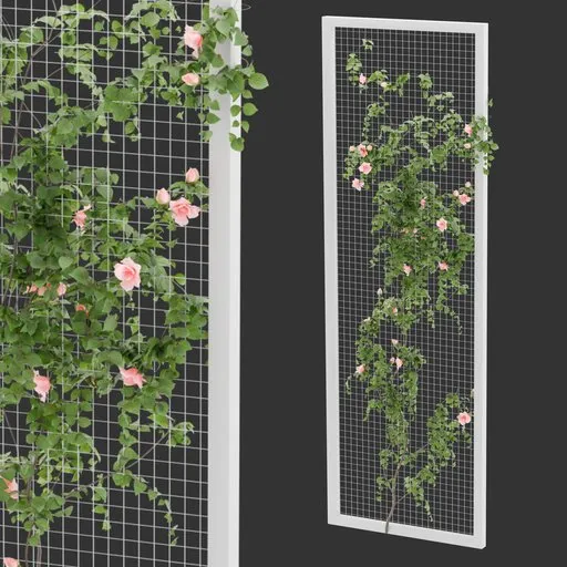 Fence Ivy Rose Plant