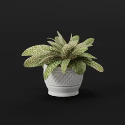 Fittonia