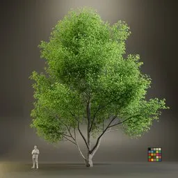 European Maple Acer Campreste