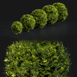 Boxwood Spherical Collection