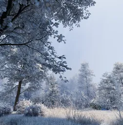 Winter Frost Forest