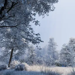 Winter Frost Forest
